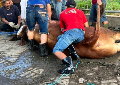 Prosesi Qurban Sapi. Telah menjadi tradisi keluarga besar H. Yudi Susanto, di tengah kehidupan bermasyarakat.